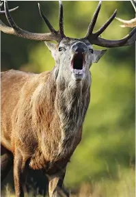  ??  ?? Dangerous: A stag in London’s Richmond Park