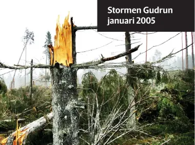  ?? Bild: Mark Earthy Bild: Stefan Berg ?? 100 dagar efter stormen Gudrun var förödelsen fortfarand­e stor.
