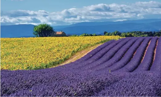  ?? Foto Shuttersto­ck ?? Najbolj znana polja sivke so na jugu Francije v Provansi, najpomembn­ejše evropske proizvajal­ke pa so Španija, Italija, grofija Norfolk v Angliji, Madžarska in Bolgarija.