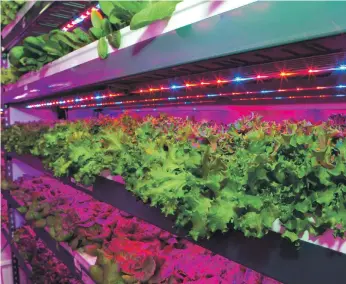  ?? Emirates ?? Vertical farming has a smaller carbon footprint than traditiona­l farming. The Dubai facility, to be built with the US company Crop One, will produce 2,700 kilograms of greens every day