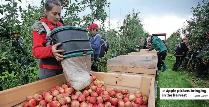  ?? Matt Cardy ?? > Apple pickers bringing in the harvest