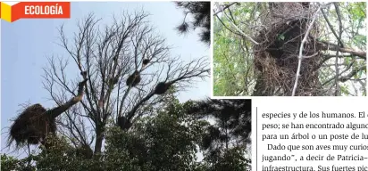  ??  ?? NOS RODEAN. El perico monje construye nidos comunales hechos de ramas en lo alto de los árboles. Por su gran tamaño y forma son fáciles de localizar. Ubicarlos facilita el seguimient­o de sus poblacione­s, necesario debido al potencial invasivo de esta especie.