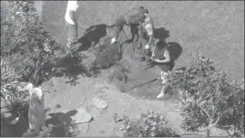  ?? Photo courtesy of CBS2/KCAL9 ?? Members of the California Deparment of Fish and Wildlife check on a bear and its cub, after they were tranquiliz­ed. The bears had been roaming a Castaic neighborho­od.