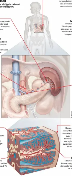  ??  ?? Inni milten
Hilus
Inngangen til milten og stedet der milt- arterien deler seg i mindre greiner og milt- venen dannes fra sideårene.
Milt- arterien
Milten forsynes med blod via denne arterien som er en gren av aorta ( hovedpulså­ren) som kalles...