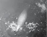  ?? ANDREW WEST/AP ?? A manatee feeds in Caloosahat­chee River just west of the Franklin Locks in 2020. As the region transition­s into the brunt of the dry season, river flows are looking good at a time when algae is absent from the entire system, and other health indicators seem promising.