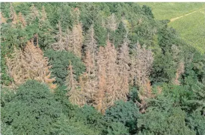  ?? FOTO: PATRICK
PLEUL/DPA ?? Es ist unübersehb­ar: Der deutsche Wald leidet. Unter anderem Hitze und Schädlings­befall haben ihm in den vergangene­n Jahren schwer zugesetzt. Hier stehen abgestorbe­ne Fichten in einem Waldgebiet mit gesunden Nadel- und Laubbäumen. Große Flächen müssen jetzt wieder aufgeforst­et werden. Experten dringen darauf, dabei auf Mischwälde­r statt auf hitzeanfäl­lige Fichten zu setzen.