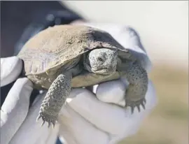  ??  ?? A YOUNG desert tortoise. Hatchlings are a few inches long with fingernail-thin shells, making them “walking tortellini for ravens,” biologist Brian Henen said.