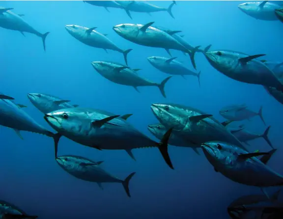  ??  ?? Although it is a cyclical fishery, bluefin tuna (below) continue to be a mainstay for anglers fishing off Southern California.