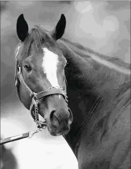  ?? BARBARA D. LIVINGSTON ?? Honor Code’s eight weanlings have sold for an average $179,375.