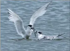 ?? Photograph: Arthur Duncan. ?? A sandwich tern feeding its young en route to its wintering area off the west coast of Africa.