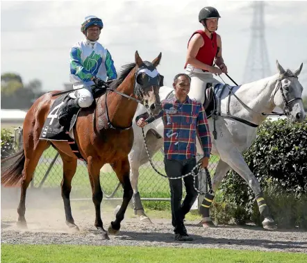  ?? Photo: ROBYN EDIE/FAIRFAX NZ ?? Gosen Jogoo returns to scale after he and Residentia­l claimed their second consecutiv­e Listed victory.