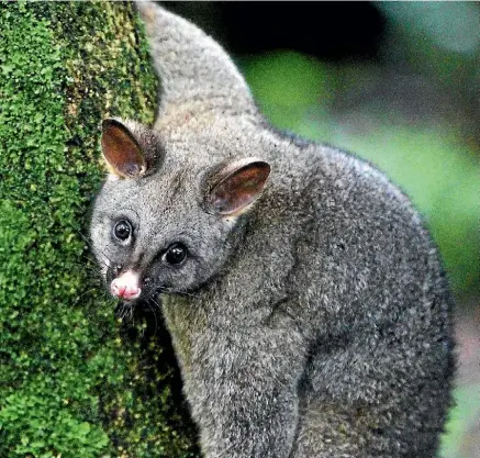  ?? ROBERT CHARLES/STUFF ?? South Waikato families will be on the hunt for pests next month.