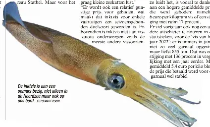 Populairde­r dan ooit: inktvis van bij ons - PressReader