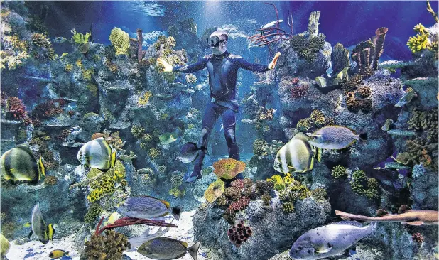  ?? ?? Go with the flow
A diver plays ‘traffic policeman’ at Bristol Aquarium, which has completed its annual ‘fishy census’, with staff counting creatures in there including sharks, rays and seahorses for its stock-take.