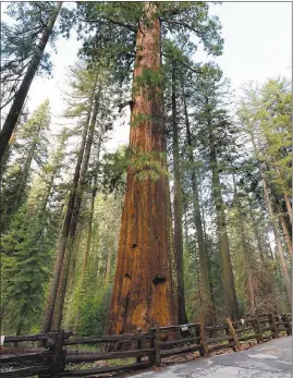  ?? DAN HONDA — BAY AREA NEWS GROUP ?? A giant sequoia stands proudly in Tuolumne Grove in Yosemite National Park. The massive, ancient trees are found in three groves in the park.