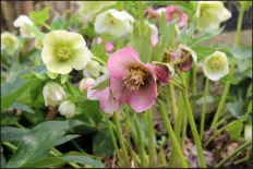  ?? GETTY IMAGES ?? Hellebores grow from 1 to 2 feet and prefer moist, welldraine­d soil in shady and wind protected sites. They re-seed easily, which is great because the more hellebores the better.