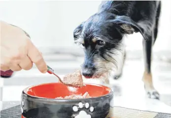  ?? FOTO: MONIQUE WÜSTENHAGE­N ?? Wenn der Hund plötzlich immer nur das gleiche Futter will, macht das überhaupt nichts. Wichtig ist allerdings, dass alle Nährstoffe enthalten sind.