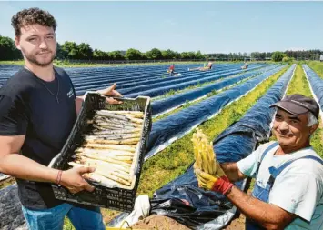  ?? Foto: Ulrich Wagner ?? Reichlich Ausbeute: Erntehelfe­r Nicolas Anuta und Josef Erik Kügle mit den frisch geernteten Spargelsta­ngen. Insgesamt wird in Deutschlan­d gerade weniger des edlen Gemüses nachgefrag­t.