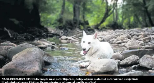  ??  ?? NA 34 CELZIJEVA STUPNJA znojili su se jučer Riječani, dok je aljaski malamut jučer uživao u svježini i hladovini na izvoru Rječine. Pravo mjesto za odmor od pasjih vrućina!