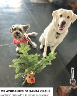  ?? ?? LOS AYUDANTES DE SANTA CLAUS
La actriz ha disfrutado ‘a lo grande’ en su misión navideña: encontrar el árbol soñado para decorar su hogar. En esta búsqueda llena de magia e ilusión, ha contado con dos ayudantes de lo más especiales: sus ‘perritos’, que también han recibido un divertido obsequio navideño de parte de la estrella de Hollywood.