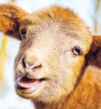  ?? Foto: David Ebener, dpa ?? Ein Lamm blökt und schaut brav in die Kamera. In dem Buch „Such mit! Tierbabys“sind auch Lämmer abgebildet.