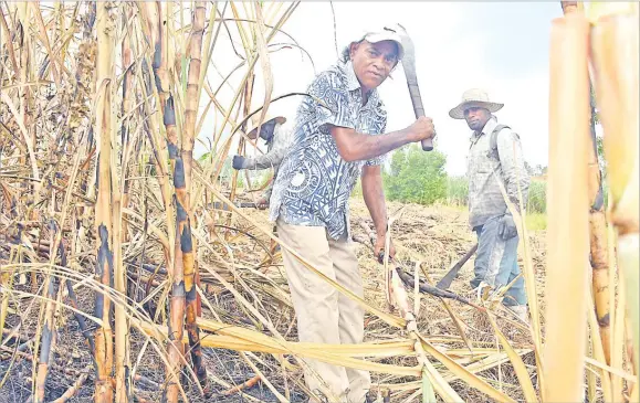  ?? Picture: FILE/REINAL CHAND ?? Narendra Prasad and his labourers harvest sugar cane in Vitogo, Paipai, Lautoka last year.
