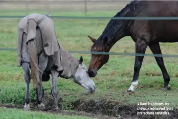  ??  ?? Dans les pâtures, les chevaux retrouvent leurs interactio­ns naturelles.