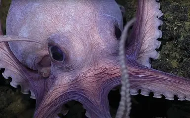  ?? ?? Simboli Uno dei polpi sulla locandina di «Secrets of octopus» su Disney+. Sotto Raffaele La Capria ed Eduardo De Filippo