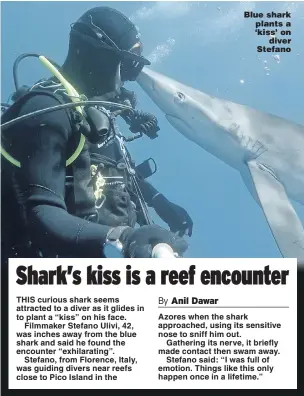  ??  ?? Blue shark plants a ‘kiss’ on diver Stefano Azores when the shark approached, using its sensitive nose to sniff him out.
Gathering its nerve, it briefly made contact then swam away.
Stefano said: “I was full of emotion. Things like this only happen...