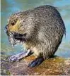  ?? Foto: Ch. Schmidt, dpa ?? Ein Nutria putzt sich an einem Fluss.