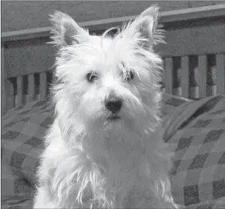  ?? SUBMITTED PHOTO ?? Bridgette, a three-year-old West Highland terrier, was killed in an attack by two coyotes on Dec. 23 outside her home in Cambridge.