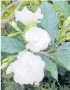  ??  ?? DILIGENT BLOOMERS: As long as they get enough sun, ‘put jeeb’, ‘put pitchaya’ and ‘put roi malai’ bloom all year round.
