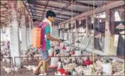  ?? PTI ?? A worker sprays disinfecta­nt at a poultry farm amid bird flu scare, in Chaibasa district of Jharkhand on Saturday.