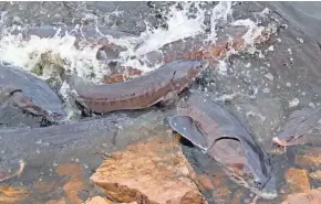  ?? PAUL A. SMITH / MILWAUKEE JOURNAL SENTINEL ?? Lake sturgeon gather to spawn in a shallow, rocky section of the Wolf River in New London.