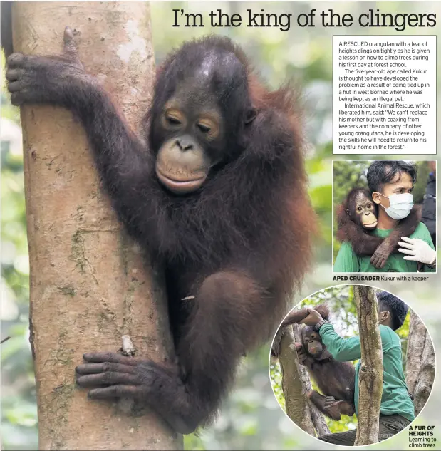  ?? Learning to climb trees ?? APED CRUSADER Kukur with a keeper
A FUR OF HEIGHTS