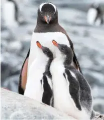  ?? CONTRIBUTE­D PHOTO/ SPEARS MCALLESTER ?? Photos taken by Spears McAllester on a trip to Antarctica, such as this image of gentoo penguins, are among the notable works on view during the “Holiday Show” this month at In-Town Gallery.