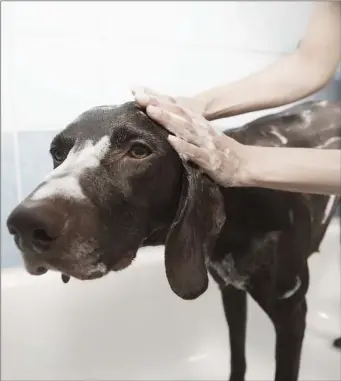  ??  ?? Above: Susan Swarbrick wants to celebrate her mother’s 70th birthday by taking her on a trip Doon
The Watter on the Waverley paddle steamer, while Alison Rowat longs to have her dog shampooed by a groomer