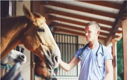  ??  ?? The debtto-income ratio for equine vets far exceeds what financial advisors say is reasonable for a profession­al. This causes many young vets to stress about how to pay off the debt from school.