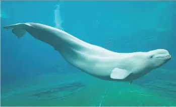  ?? VANCOUVER AQUARIUM ?? Qila the Beluga whale passed away suddenly last fall, and her mother Aurora died a few days later. The whales had been a fixture at the Vancouver Aquarium for more than 20 years.