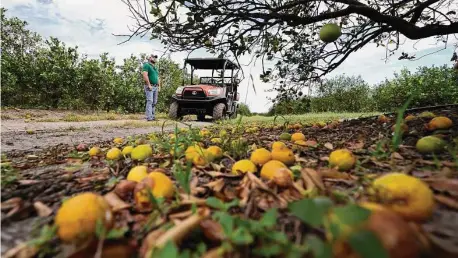  ?? Chris O'Meara/Associated Press ?? Fifth-generation farmer Roy Petteway looks at the damage to his citrus grove from the effects of Hurricane Ian last week.