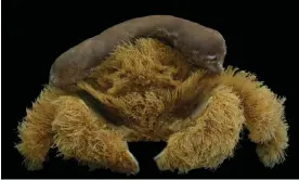  ?? Photograph: Colin McLay/Courtesy of the WA Museum. ?? A newly discovered ‘fluffy’ species of sponge crab found off Western Australia’s south coast.