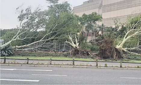  ?? Picture: @attiedb on Twitter ?? RIPPED APART. A violent weather system has swept in from the east coast of South Africa and fully grown trees were uprooted in Durban.