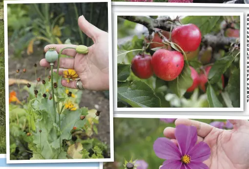  ??  ?? ABOVE: Grace examines ex whitle tailed a bumble bees on Cedum Spectabile. LEFT: L There is a good apple crop thish year. FAR F LEFT: Poppy seed e heads. h BELOW: Cosmos Flowers.