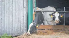  ?? FOTO: DPA ?? Kühe in einem Großbetrie­b in Bad Grönenbach.