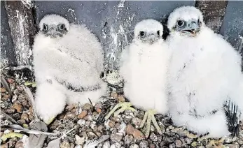  ?? Foto: Dušan Rak ?? Malí dravci Na komíně v Holešovicí­ch se vylíhla asi před týdnem tři mláďata vzácného sokola stěhovavéh­o. Ptáci zatím neumějí létat a jejich první pokusy jsou neobratné. Nikdo je proto nesmí rušit, aby ze strachu nevyskočil­a z hnízda. „Loni bylo jedno z...