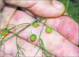  ?? Bob Morris ?? The female asparagus plants produce round berries. The male plants do not.