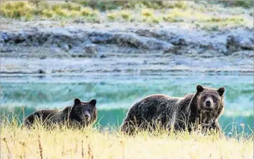  ?? Karen Bleier AFP/Getty Images ?? A GRIZZLY mother and cub in Yellowston­e National Park in 2012. Hunting will be allowed in the Yellowston­e zone, extending beyond the park, but the bear will retain Endangered Species Act protection elsewhere.