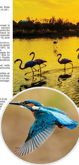  ??  ?? Perfect plumage: Flamingos in the Camargue, France. Inset above, a kingfisher, and, right, eagle watching on the Isle of Mull, Scotland