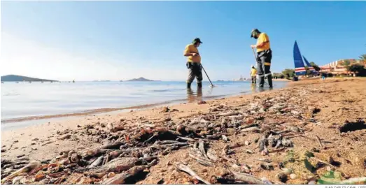  ?? JUAN CARLOS CAVAL / EFE ?? Operarios retirando peces muertos en una playa del Mar Menor, en Murcia.