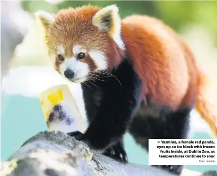  ?? Brian Lawless ?? &gt; Yasmina, a female red panda, eyes up an ice block with frozen fruits inside, at Dublin Zoo, as temperatur­es continue to soar